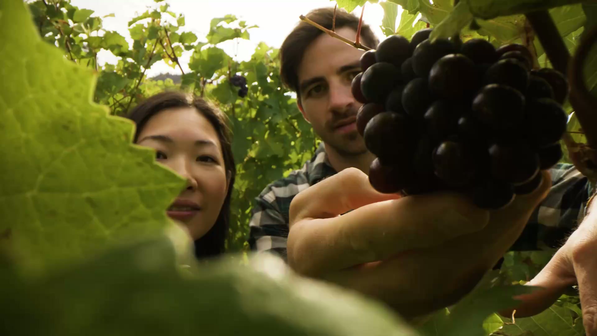 Still from Valleys & Vineyards